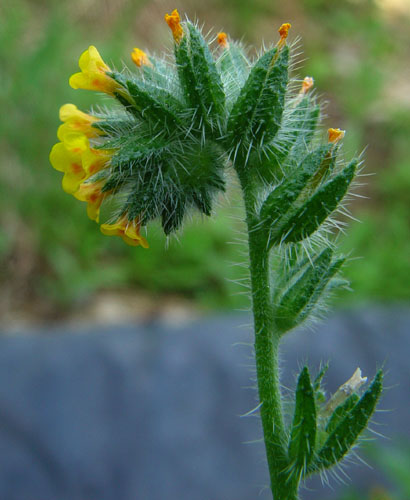 Photo of Amsinckia lycopsoides by <a href="http://www.cdhs.us">Alfred Cook</a>