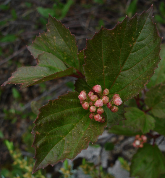 Photo of Viburnum edule by <a href="http://www.cdhs.us">Alfred Cook</a>
