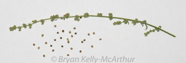 Photo of Chenopodium subglabrum by Bryan Kelly-McArthur