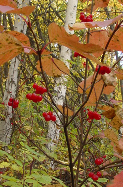 Photo of Viburnum edule by <a href="http://www.cdhs.us">Alfred Cook</a>