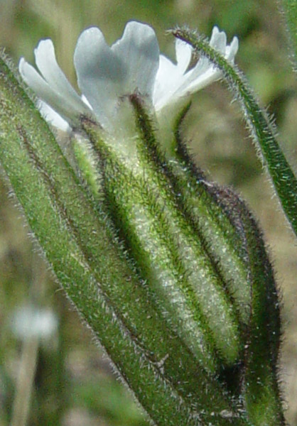 Photo of Silene involucrata by <a href="http://www.cdhs.us">Alfred Cook</a>