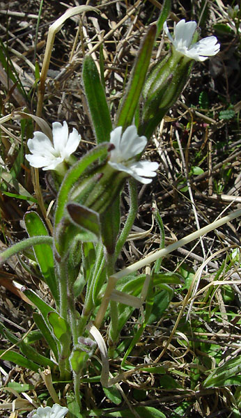 Photo of Silene involucrata by <a href="http://www.cdhs.us">Alfred Cook</a>