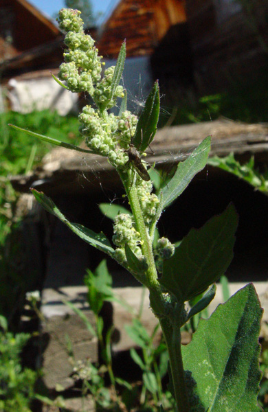 Photo of Chenopodium album by <a href="http://www.cdhs.us">Alfred Cook</a>
