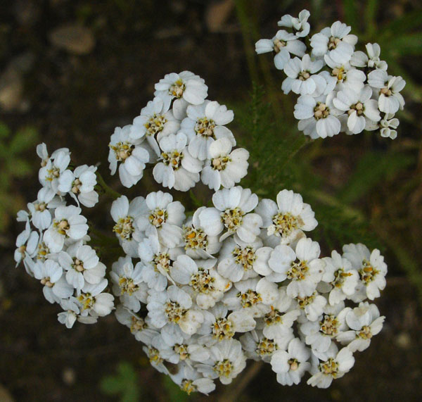 Photo of Achillea millefolium by <a href="http://www.cdhs.us">Alfred Cook</a>