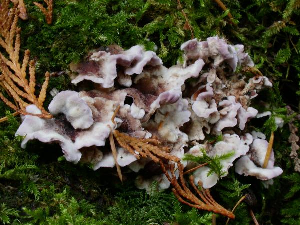 Photo of Chondrostereum purpureum by <a href="http://members.shaw.ca/kent.brothers/">Kent Brothers</a>