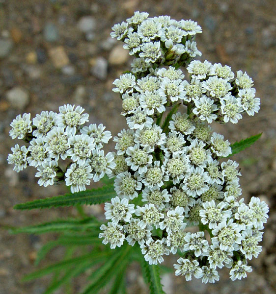 Photo of Achillea alpina by <a href="http://www.cdhs.us">Alfred Cook</a>