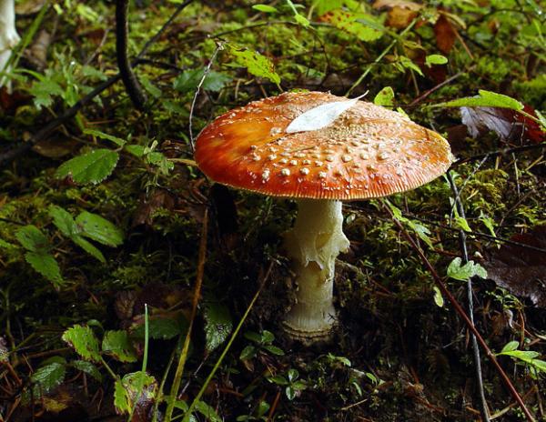 Photo of Amanita muscaria group by Judy Sinclair