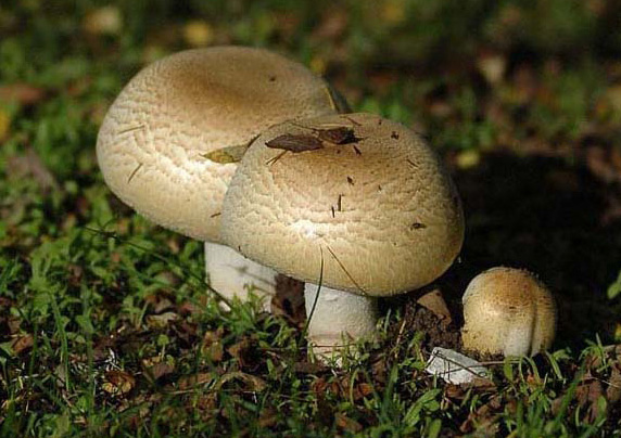 Photo of Agaricus augustus by Judy Sinclair