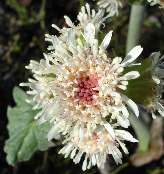 Photo of Petasites frigidus var. palmatus by <a href="http://www.cdhs.us">Alfred Cook</a>