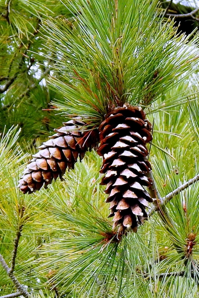 Photo of Pinus monticola by Val George