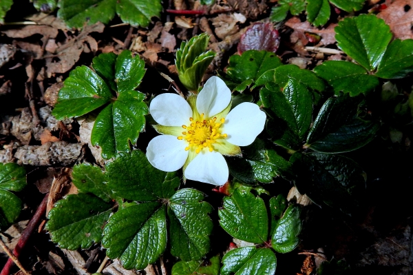 Photo of Fragaria chiloensis by Val George