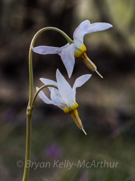 Photo of Dodecatheon conjugens by Bryan Kelly-McArthur