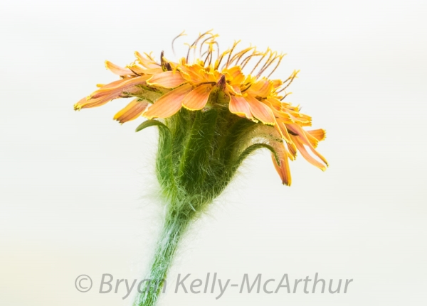 Photo of Agoseris aurantiaca by Bryan Kelly-McArthur