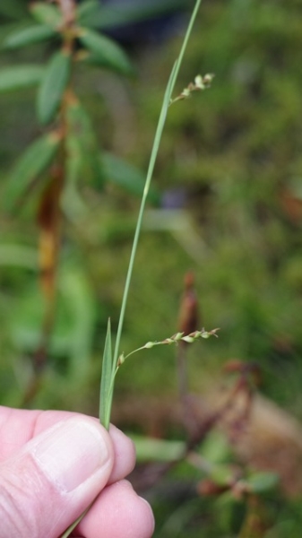 Photo of Carex capillaris by <a href="http://www.poulinenvironmental.com">Vince Poulin</a>