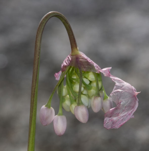 Photo of Allium cernuum by Gwen L'Hirondelle