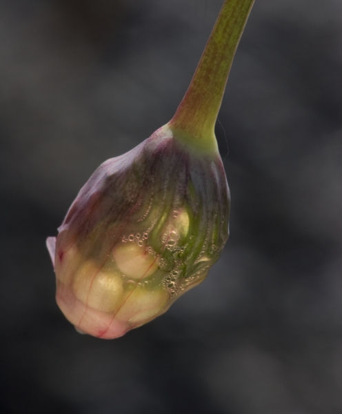 Photo of Allium cernuum by Gwen L'Hirondelle