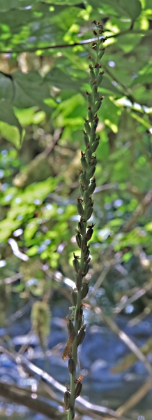 Photo of Platanthera ephemerantha by john brears