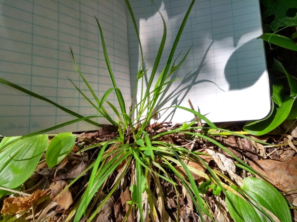 Photo of Carex backii by <a href="http://www.eaglecap.ca/">Margaret Krichbaum</a>