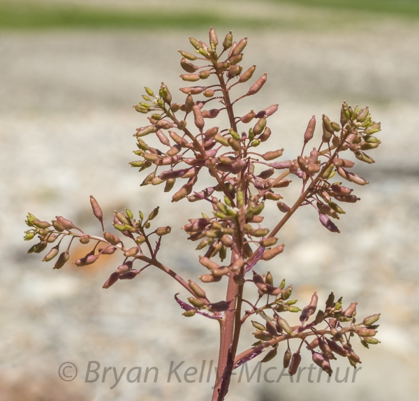Photo of Rorippa palustris by Bryan Kelly-McArthur