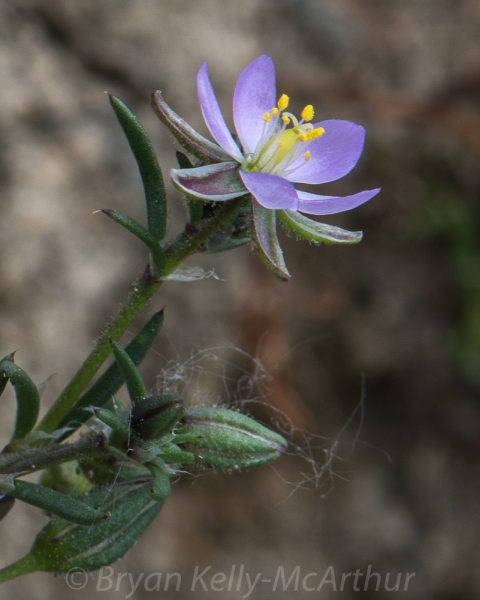 Photo of Spergularia rubra by Bryan Kelly-McArthur