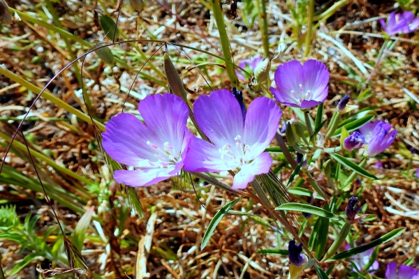 Photo of Clarkia amoena by Val George