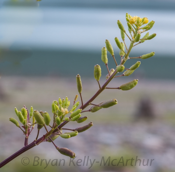 Photo of Rorippa palustris by Bryan Kelly-McArthur
