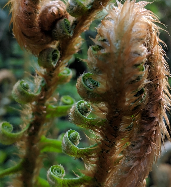 Photo of Polystichum munitum by Paul Dawson