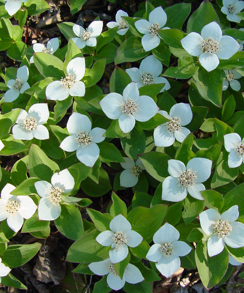 Photo of Cornus canadensis by <a href="http://www.cdhs.us">Alfred Cook</a>