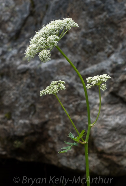 Photo of Ligusticum canbyi by Bryan Kelly-McArthur