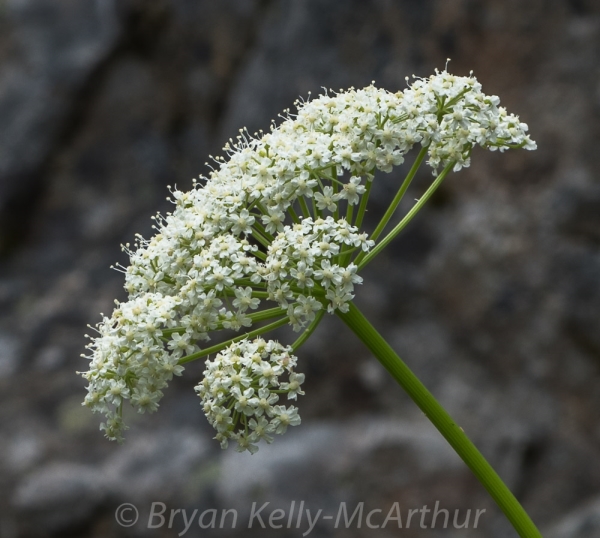 Photo of Ligusticum canbyi by Bryan Kelly-McArthur