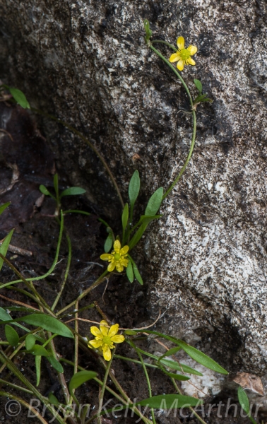 Photo of Ranunculus flammula by Bryan Kelly-McArthur