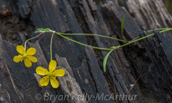 Photo of Ranunculus flammula by Bryan Kelly-McArthur