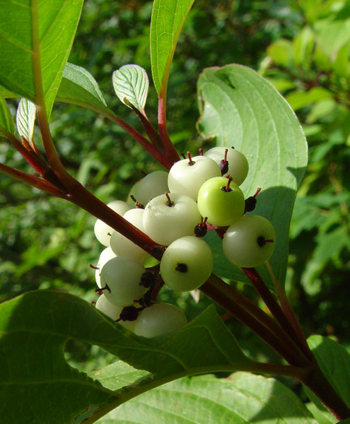 Photo of Cornus sericea by <a href="http://www.cdhs.us">Alfred Cook</a>