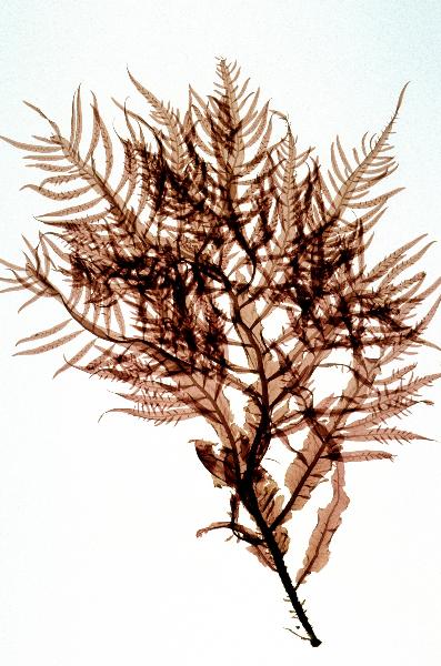 Photo of Delesseria decipiens by <a href="http://www.botany.ubc.ca/people/hawkes.html">Michael Hawkes</a>