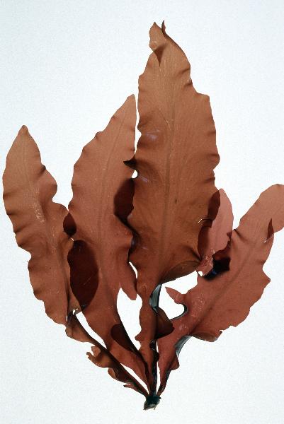 Photo of Erythrophyllum delesserioides by <a href="http://www.botany.ubc.ca/people/hawkes.html">Michael Hawkes</a>