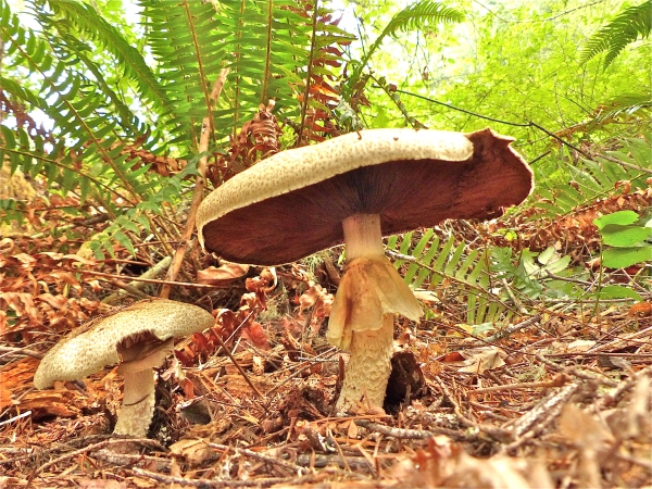 Photo of Agaricus augustus by Rosemary Taylor