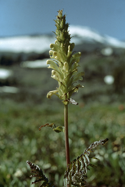 Photo of Pedicularis bracteosa by Jim Riley