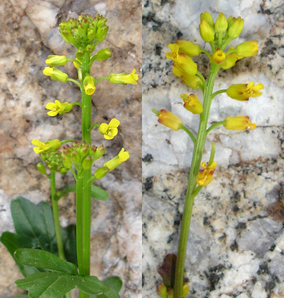 Photo of Barbarea vulgaris by <a href="http://www.cdhs.us">Alfred Cook</a>