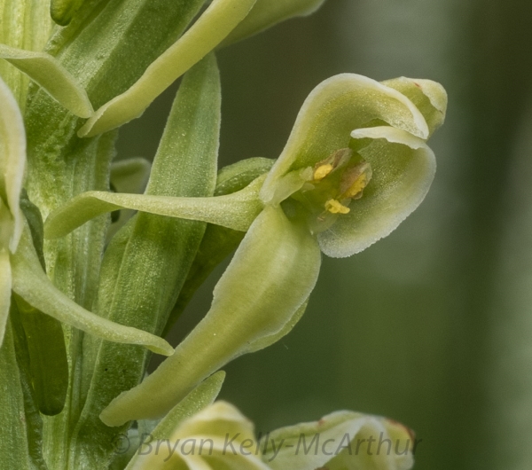 Photo of Platanthera huronensis by Bryan Kelly-McArthur