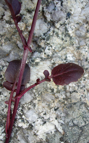 Photo of Barbarea vulgaris by <a href="http://www.cdhs.us">Alfred Cook</a>