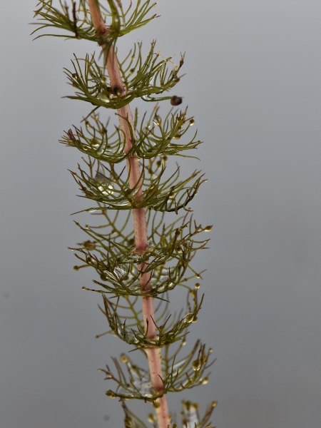Photo of Myriophyllum sibiricum by Virginia Skilton