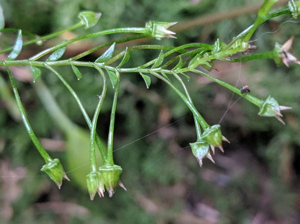 Photo of Claytonia sibirica by Paul Dawson