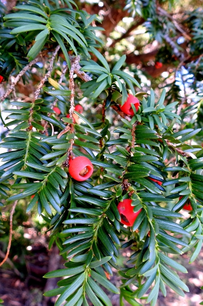 Photo of Taxus brevifolia by Val George
