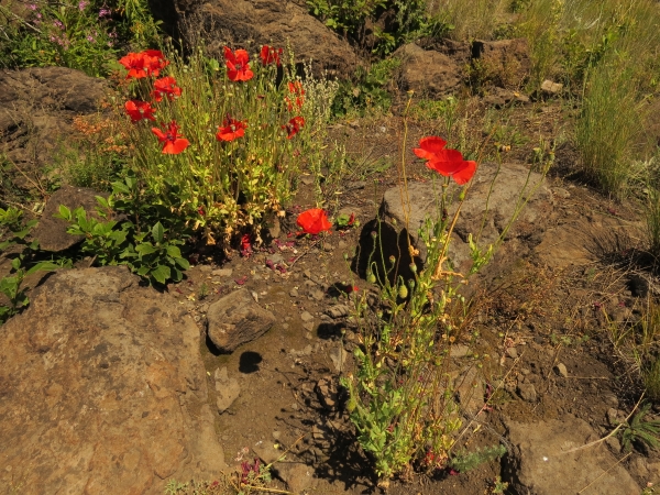 Photo of Papaver rhoeas by Cathy Koot