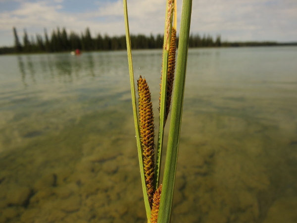 Photo of Carex aquatilis by Cathy Koot
