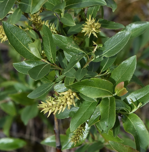 Photo of Salix pseudomyrsinites by Virginia Skilton