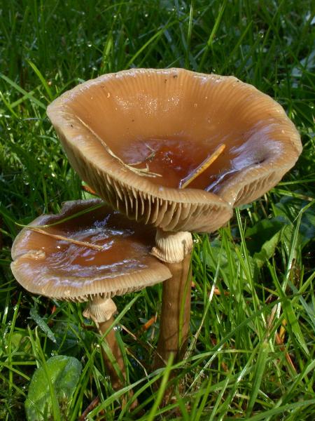 Photo of Agrocybe erebia by <a href="http://members.shaw.ca/kent.brothers/">Kent Brothers</a>