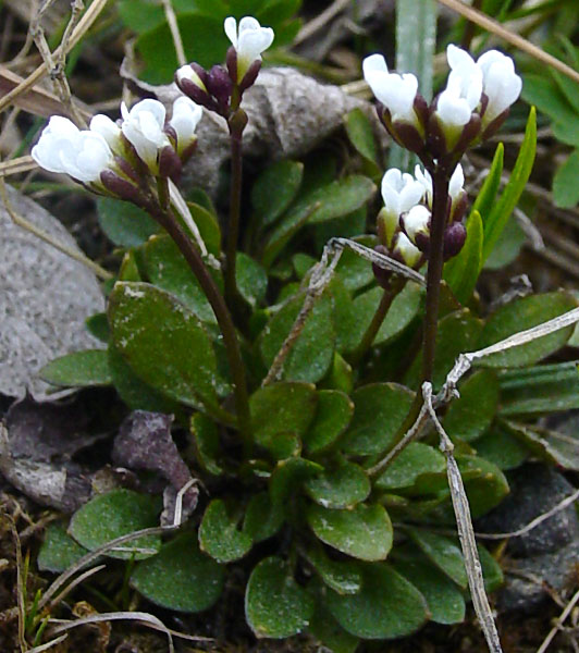 Photo of Cardamine bellidifolia by <a href="http://www.cdhs.us">Alfred Cook</a>