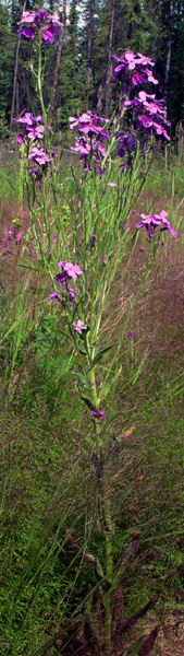 Photo of Hesperis matronalis by <a href="http://www.cdhs.us">Alfred Cook</a>