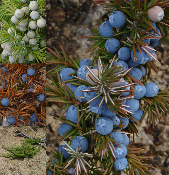 Photo of Juniperus communis by <a href="http://www.cdhs.us">Alfred Cook</a>
